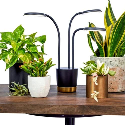 AeroGarden Trio's sleek grow lights for indoor houseplants illuminate small plants, blending design with plant care