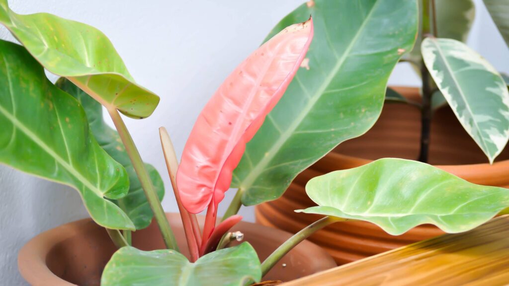 A thriving Ring of Fire Philodendron plant, with its distinctive, multicolored leaves, showcased in a well-tended indoor garden space, illustrating the lush results of proper care and cultivation.