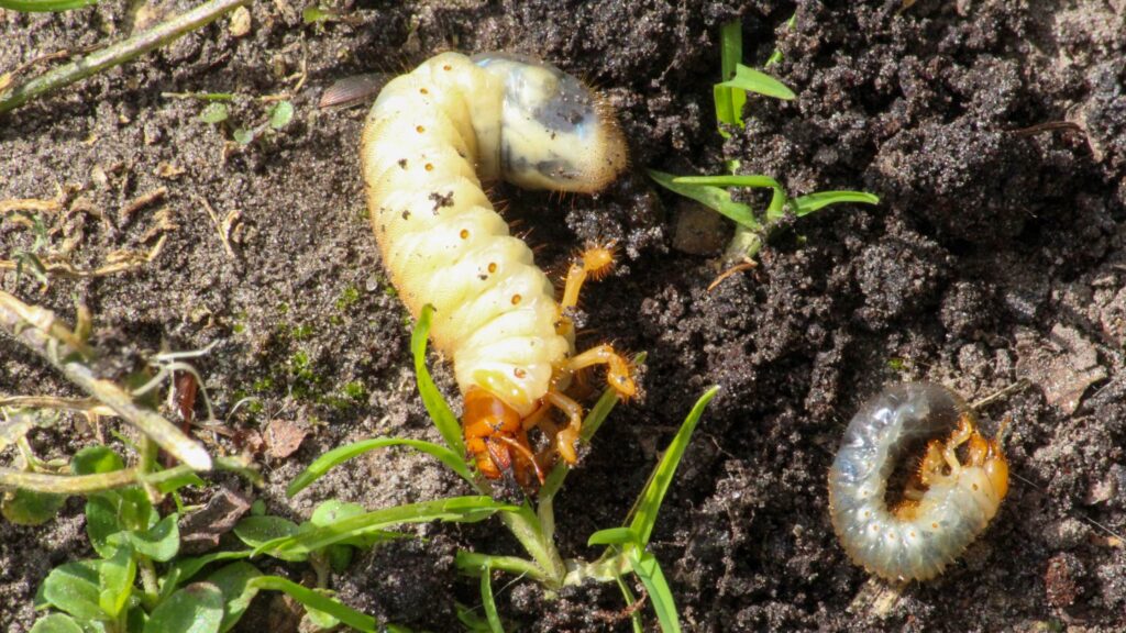 Macro shot of multiple lawn grubs buried in garden soil, their white bodies contrasted against dark earth, visually representing the threat these pests pose to grassroots and garden health.