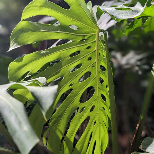 Monstera Obliqua