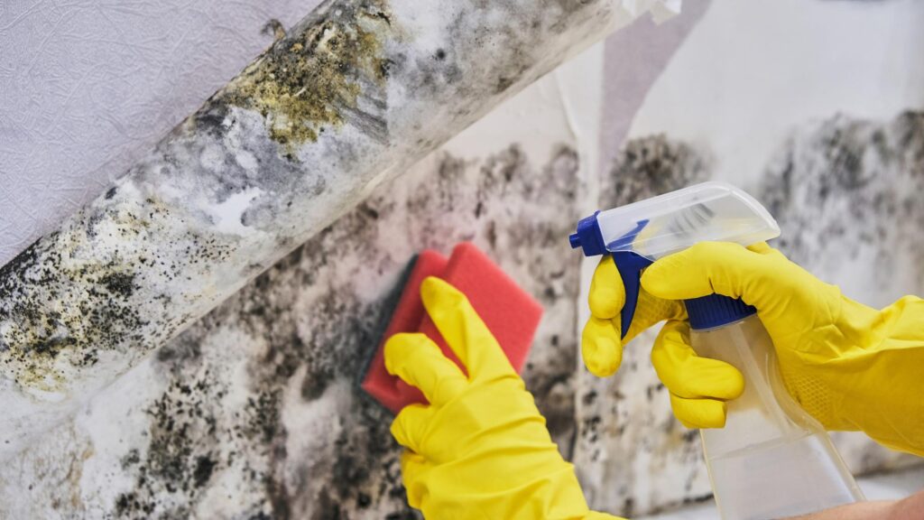 A person meticulously cleaning mold from drywall, showcasing effective mold removal techniques for a clean and safe home environment.