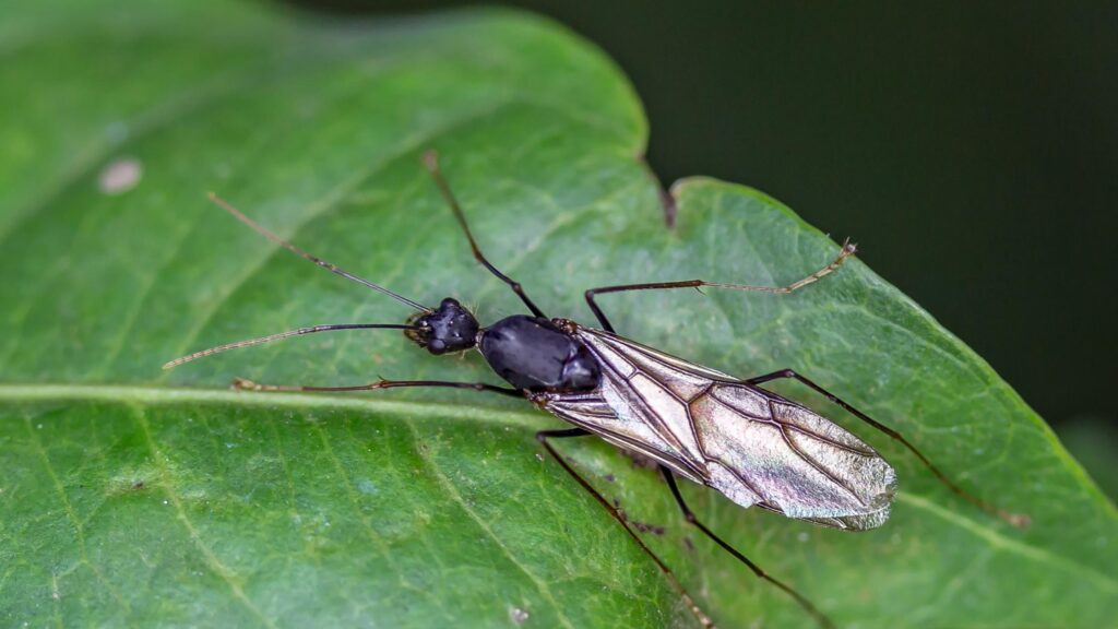 A vivid close-up image showcasing the detailed world of Red Ants and Flying Ants, highlighting the contrast between their vibrant red bodies and delicate wings against a green leafy background.