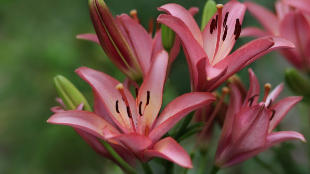 A delicate butterfly perched on the bright petals of a Lilium Stargazer Lily, highlighting the natural beauty and symbiosis of flora and fauna.