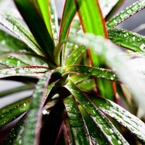 An up-close view of watering a Marginata Dracaena Plant, demonstrating proper care techniques for this drought-tolerant indoor plant