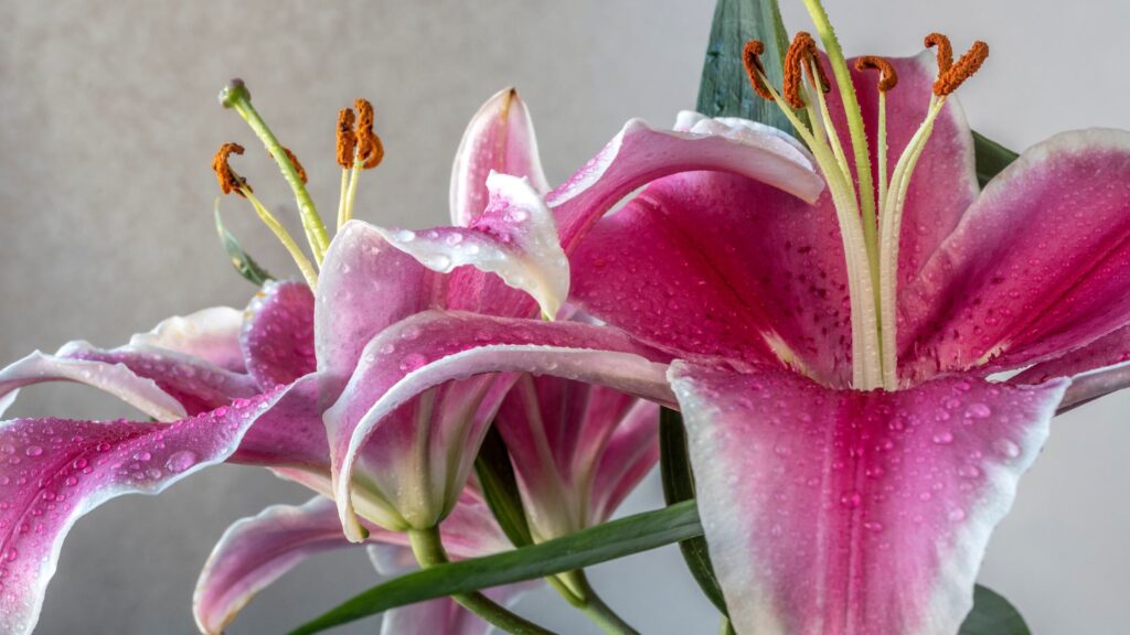 A solitary Lilium Stargazer Lily against the backdrop of a serene sunrise, its colors glowing softly in the morning light.