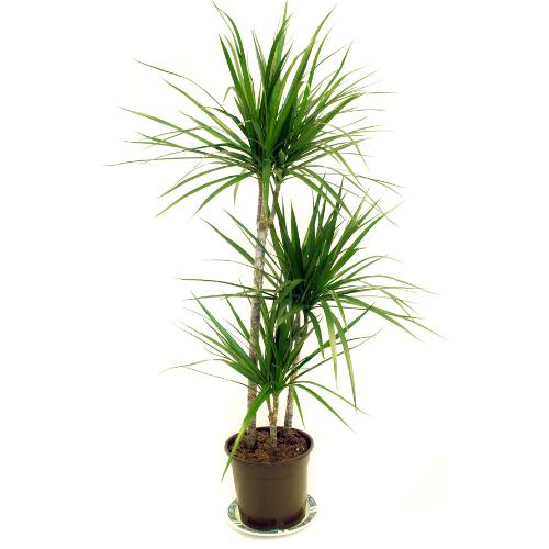 A healthy marginata dracaena plant basking in the natural sunlight beside a large window, showcasing its striking red-edged leaves