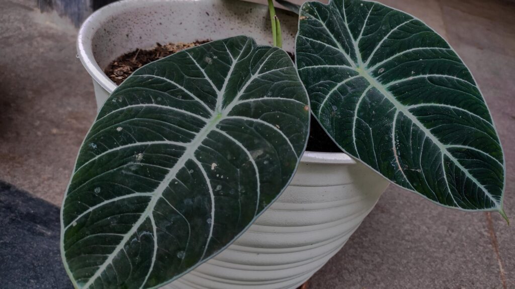 A healthy Alocasia Black Velvet plant in a modern terracotta pot, positioned in a well-lit room, demonstrating optimal indoor placement.