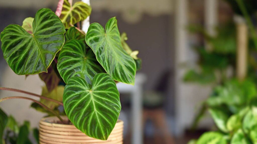 Step-by-step propagation of Philodendron Dark Cardinal, highlighting stem cutting in water with emerging roots.