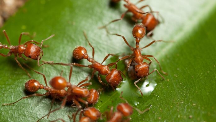 An educational snapshot capturing both Red Ants and Flying Ants, illustrating the fascinating stages of their lifecycle amidst the earthy tones of their natural environment.