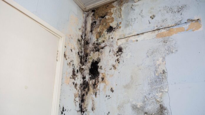 Close-up view of a homeowner cleaning mold from drywall, restoring the wall to a safe and mold-free condition.