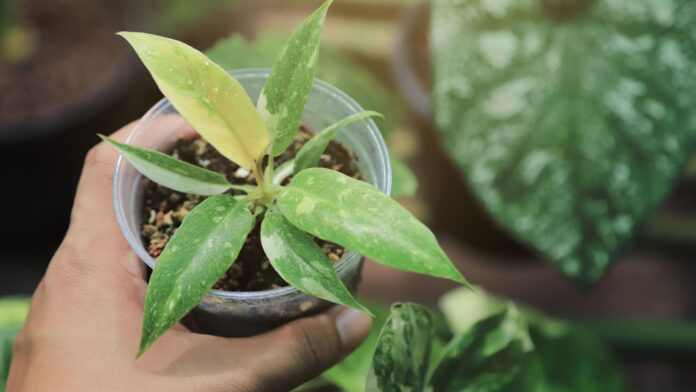 Discover the vibrant and fiery foliage of the Ring of Fire Philodendron, with leaves that feature a stunning array of colors, captured in a natural setting that highlights its unique beauty.