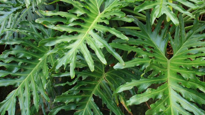 A large, vibrant Split-Leaf Philodendron plant sits elegantly in a white ceramic pot, its distinctive leaves adding a touch of tropical flair to a sunlit living room with minimalist decor.