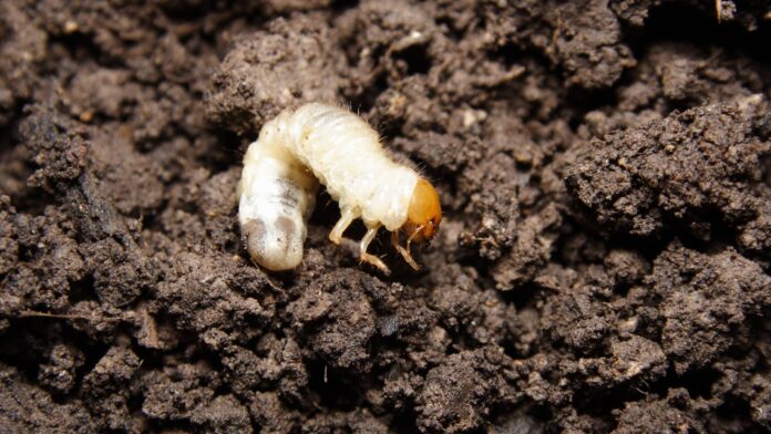 Close-up image of a lawn grubs nestled in the soil, showcasing its white, C-shaped body against the green backdrop of garden vegetation, highlighting the pest's impact on lawn health.