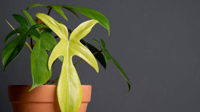 The Philodendron Florida Ghost basks in natural sunlight, showcasing its remarkable leaf transformation from pale to deep green, a testament to its adaptability and allure as a must-have houseplant for enthusiasts and collectors.