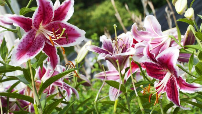 Close-up of a vibrant Lilium Stargazer Lily with deep pink petals speckled with white, showcasing its stunning bloom.