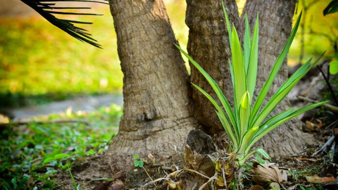 A vibrant Marginata Dracaena Plant adding a touch of green to a stylish, modern living room interior