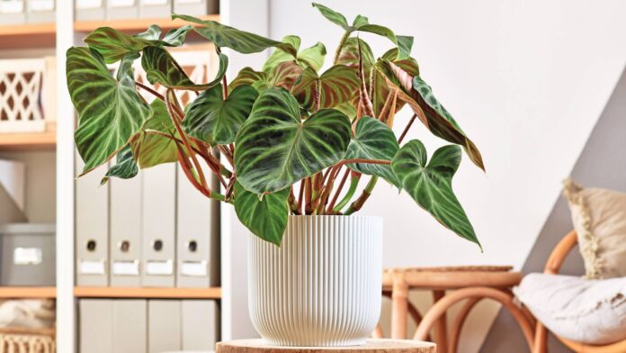 Healthy Philodendron Dark Cardinal in a bright, indirect light setting, showcasing vibrant burgundy to dark green foliage transition.