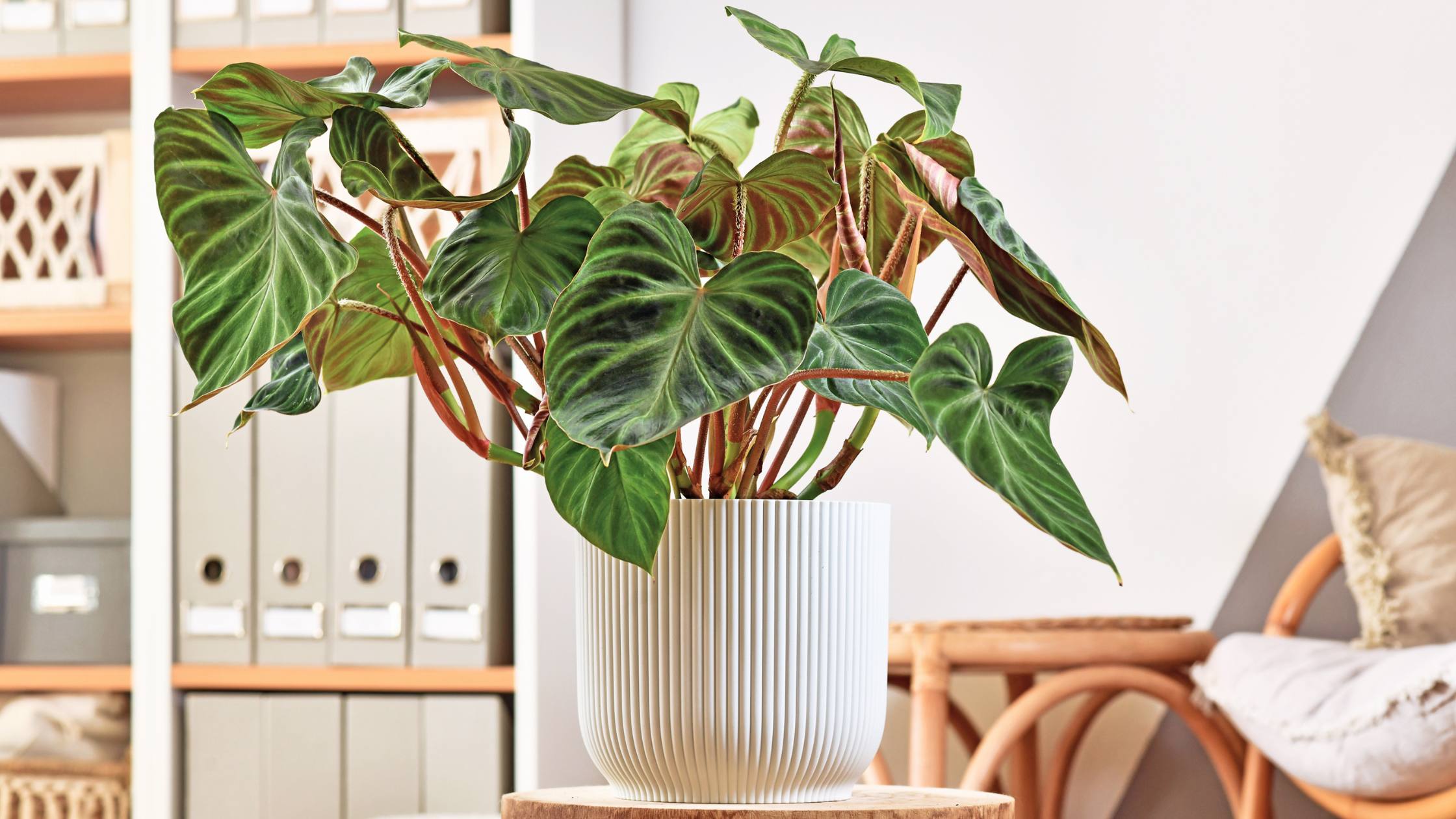 Philodendron Dark Cardinal: The Ultimate Guide for Enthusiasts