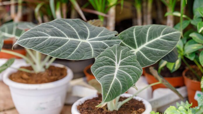 A close-up image of Alocasia Black Velvet's dark velvety leaves with distinctive silver veins, highlighting the plant's unique texture and color contrast.